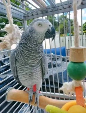 Getemde Afrikaanse grijze papegaai ter adoptie met papieren
