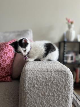 Kitten