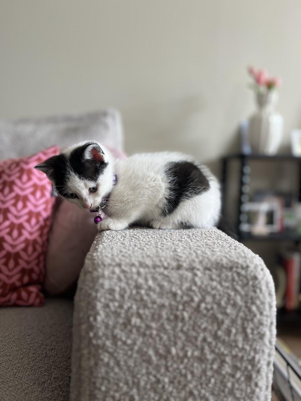 Kitten