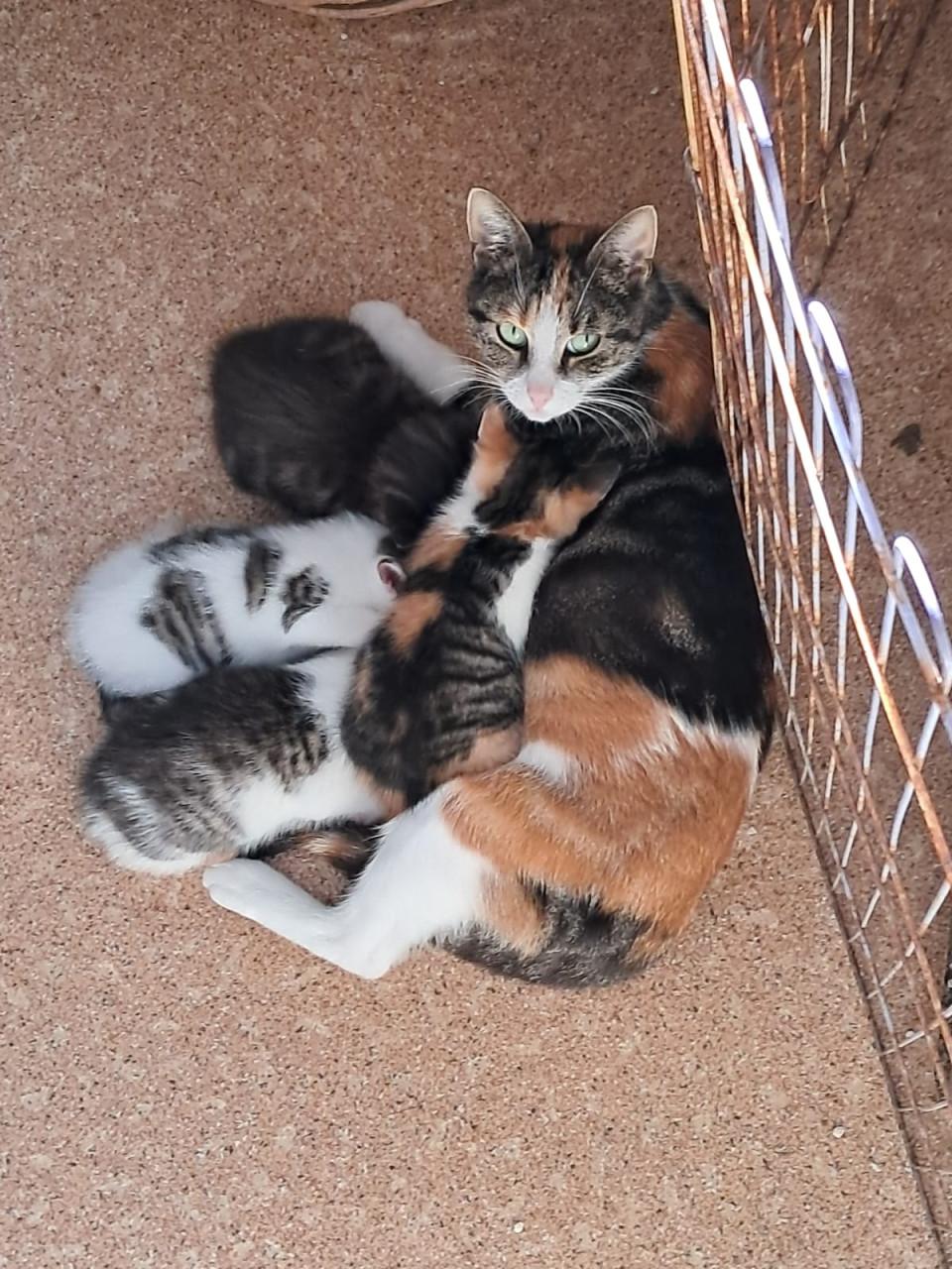 VIER LIEVE SPEELSE EN GEZONDE KITTENS BESCHIKBAAR!