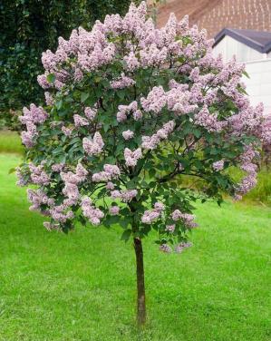 Dwergsering 'Miss Kim' op stam