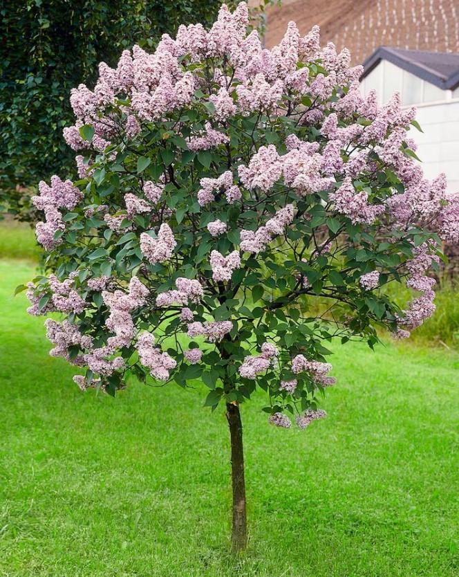 Dwergsering 'Miss Kim' op stam