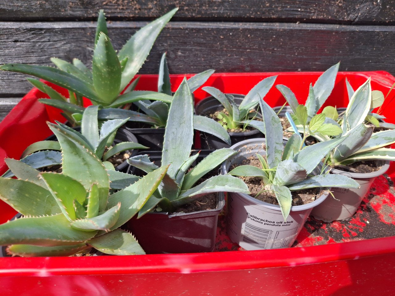Agaves