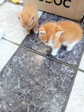 Kittens