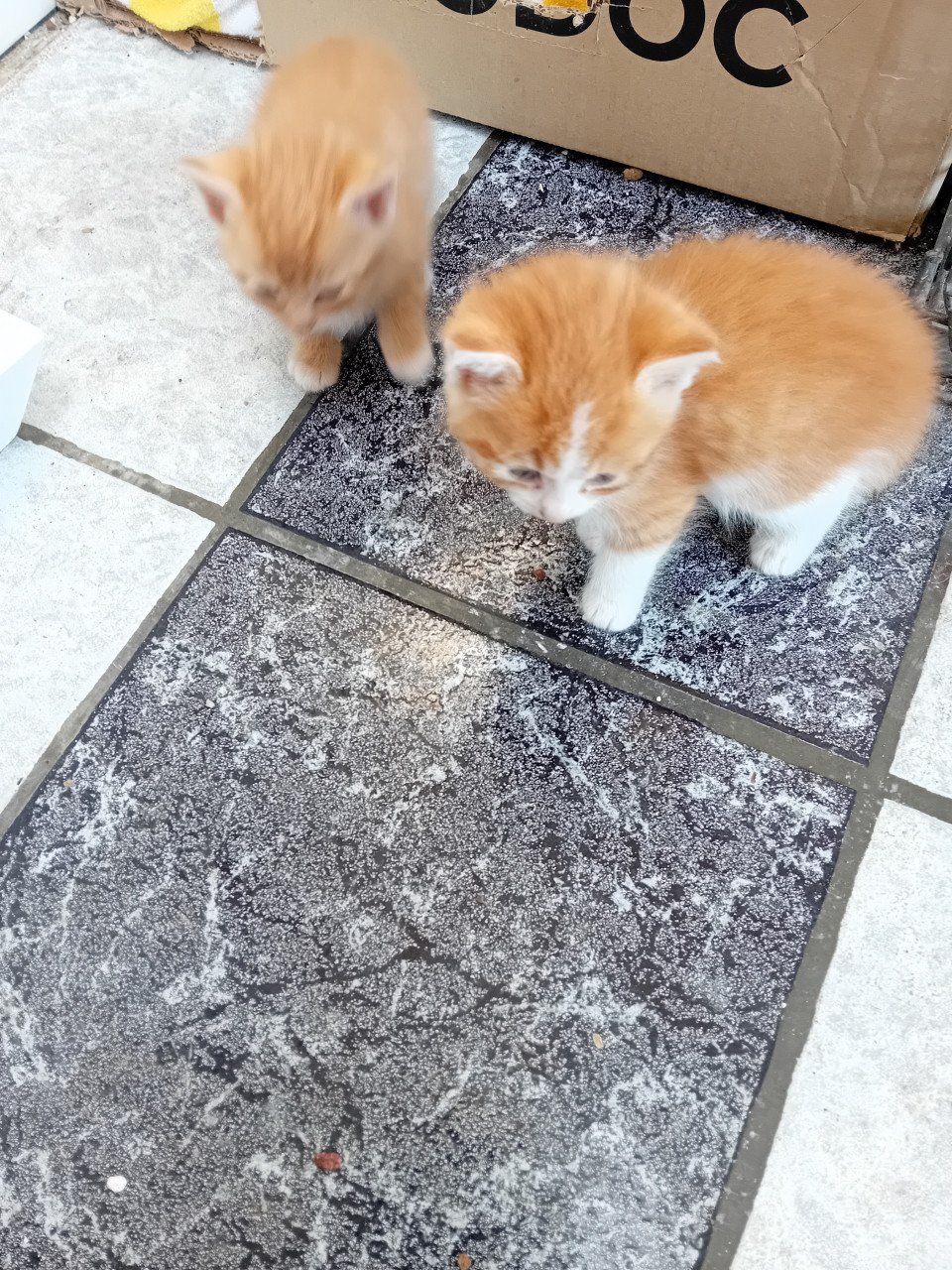 Kittens