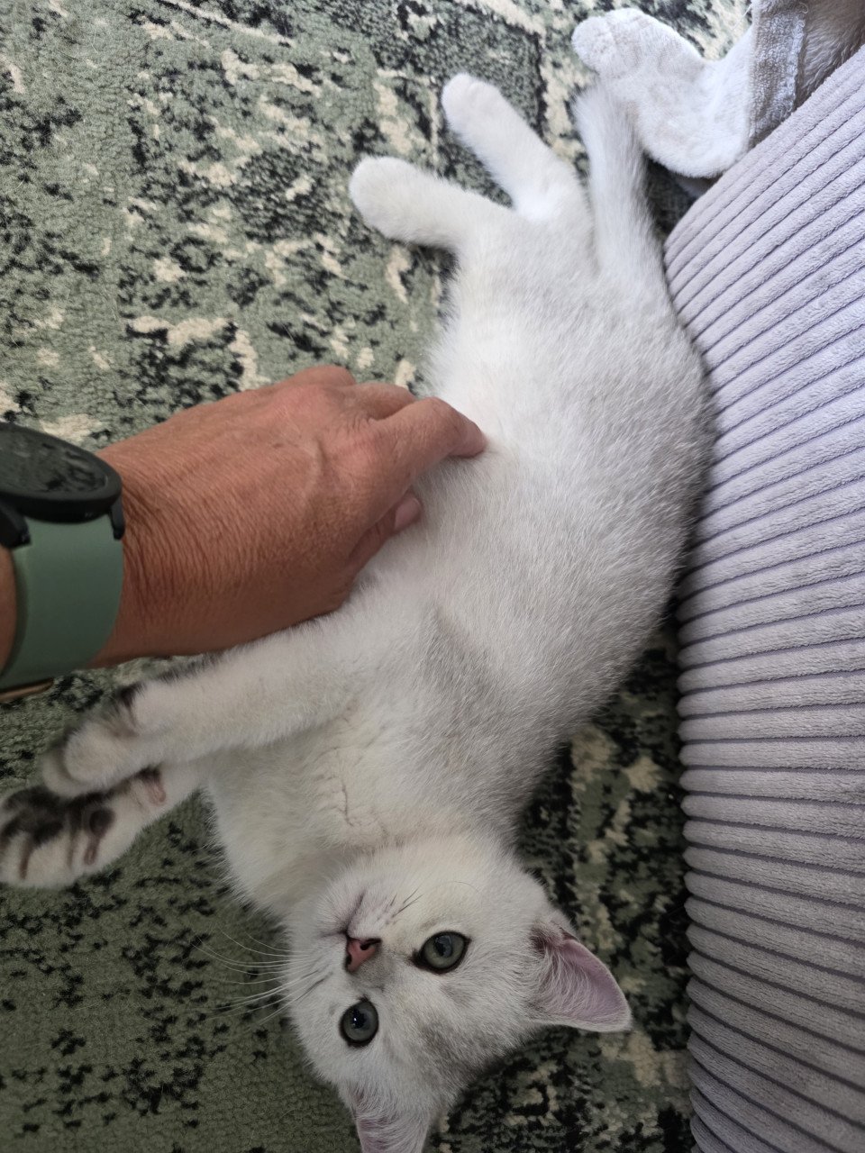 Brits korthaar Black silver shaded kitten