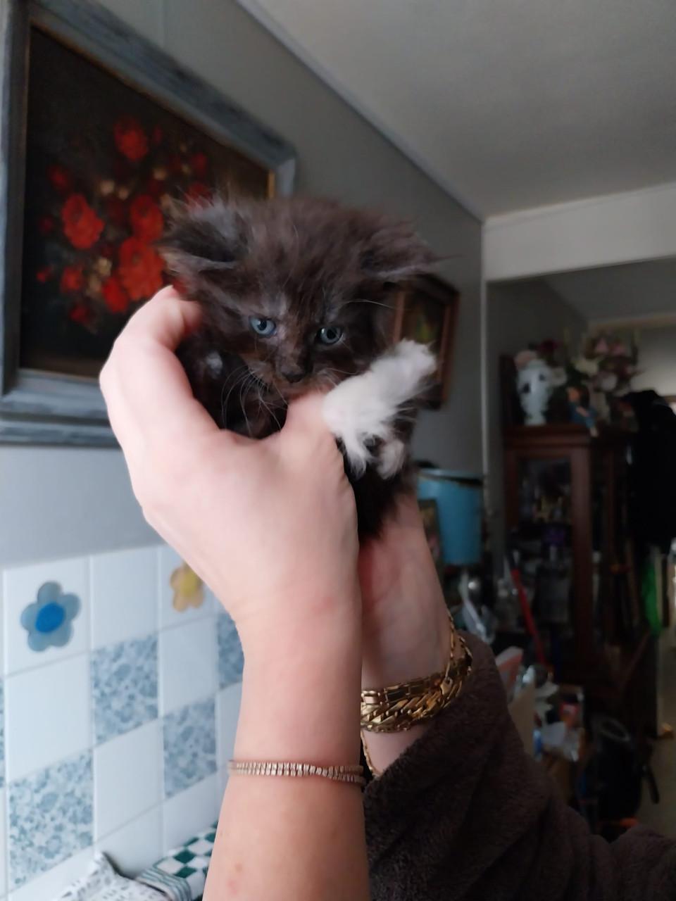 Prachtige Maincoon kittens