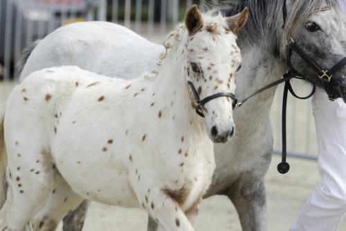 Diversen panterbonte appaloosa hengstveulens