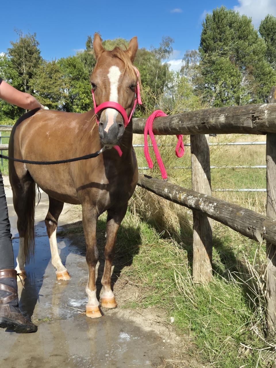 Welsh merrie 1.25h 5jaar
