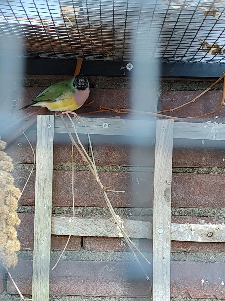 Gouldamadines