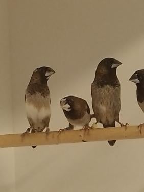 Diverse Japanse Meeuwtjes