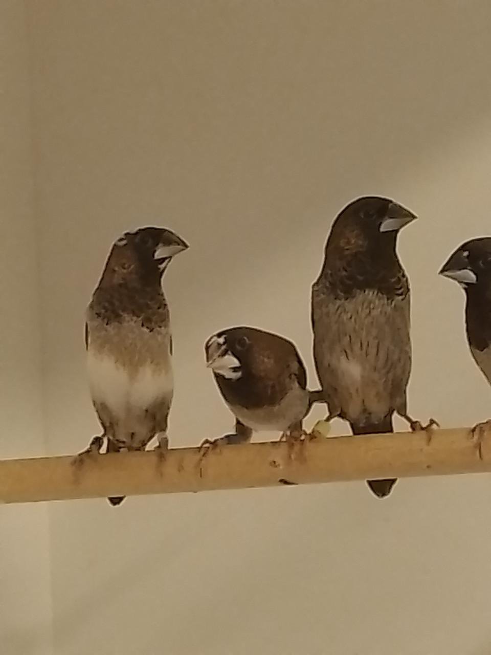 Diverse Japanse Meeuwtjes