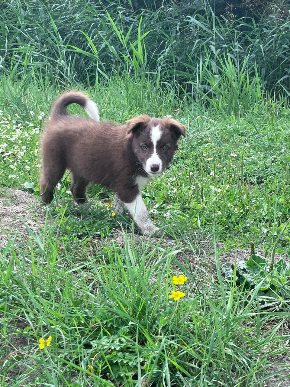 Prachtige pups te koop
