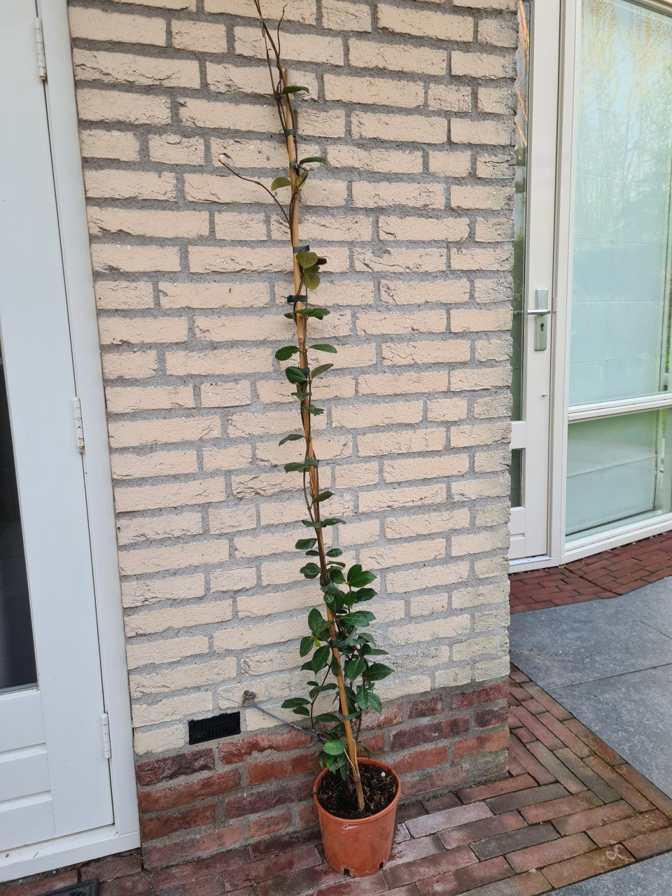 Toscaanse Jasmijn tot ca. 150 cm