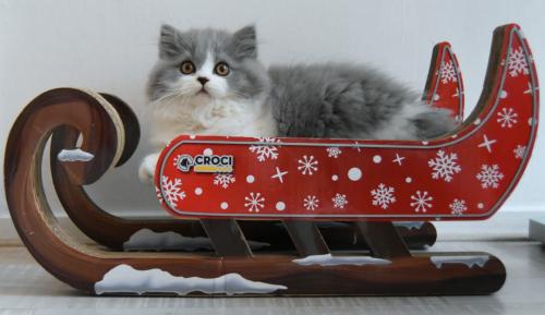 Lief & Ondeugend Brits Langhaartje Chance zoekt personeel!