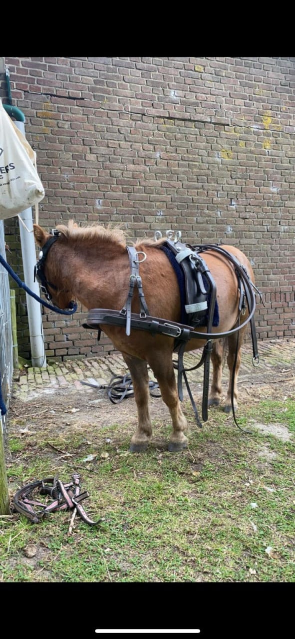 2 lieve shetlanders te koop
