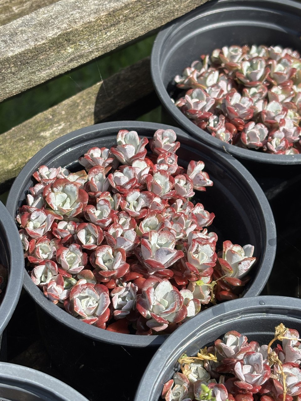 Vetplanten
