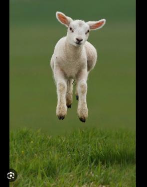(fles) lammetjes gezocht
