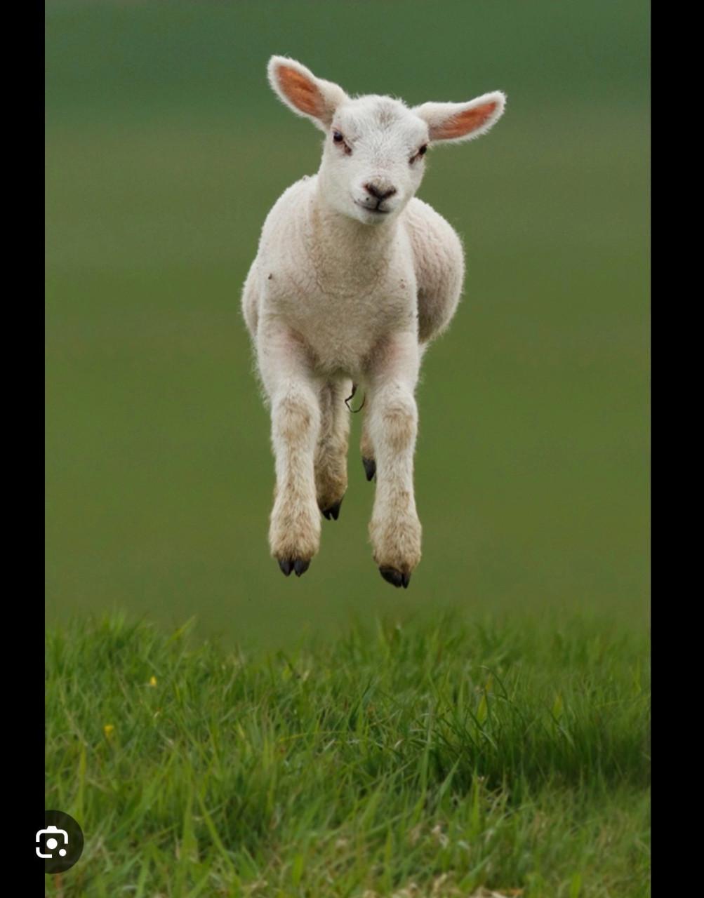 (fles) lammetjes gezocht