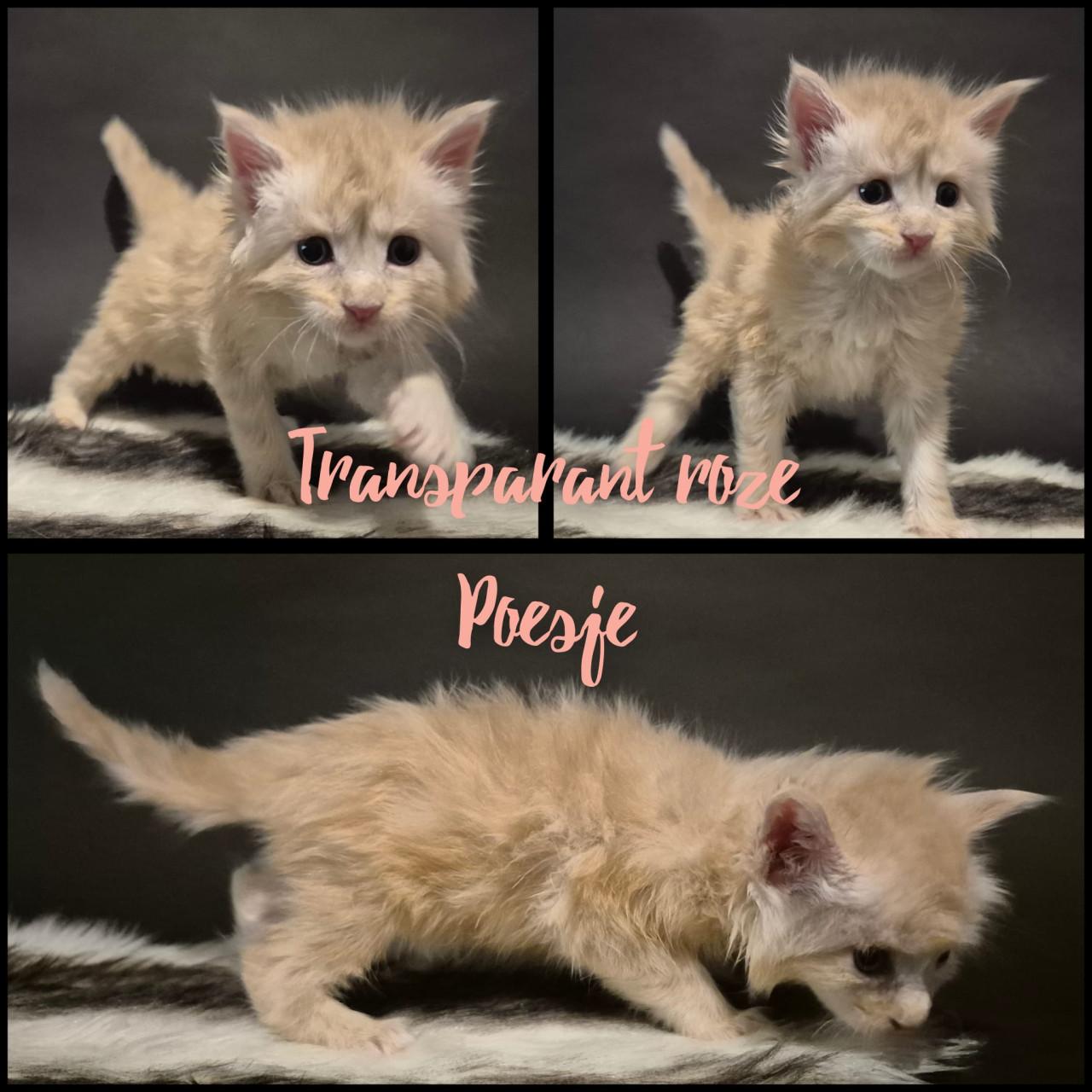 Prachtige maine coin kittens