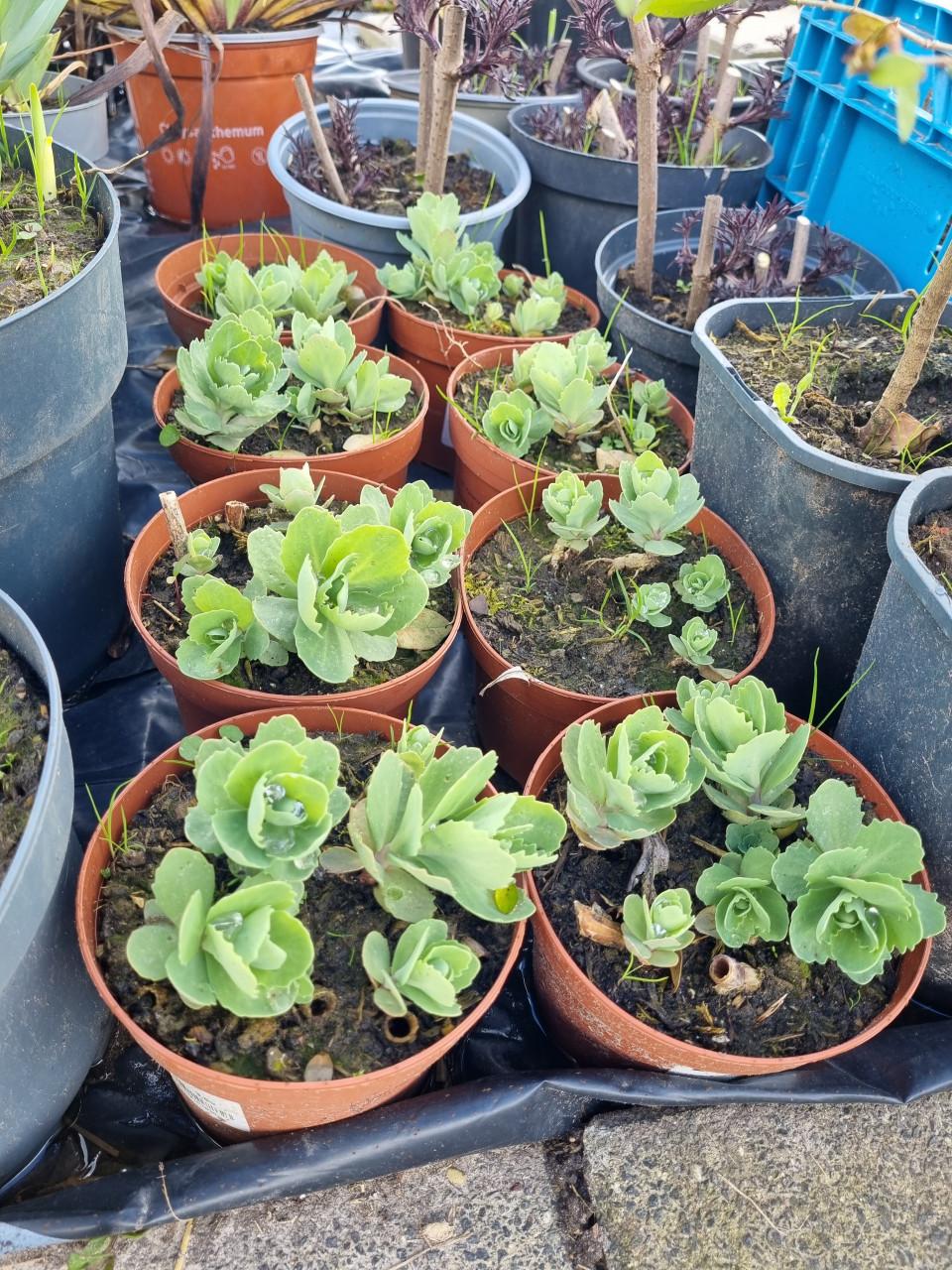 Hemelsleutel (Sedum Herbstfreude)