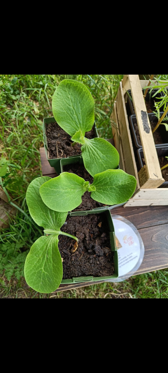 Div. pompoen en courgette plantjes BIO