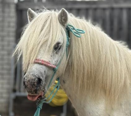 Prachtige mini Appaloosa hengst