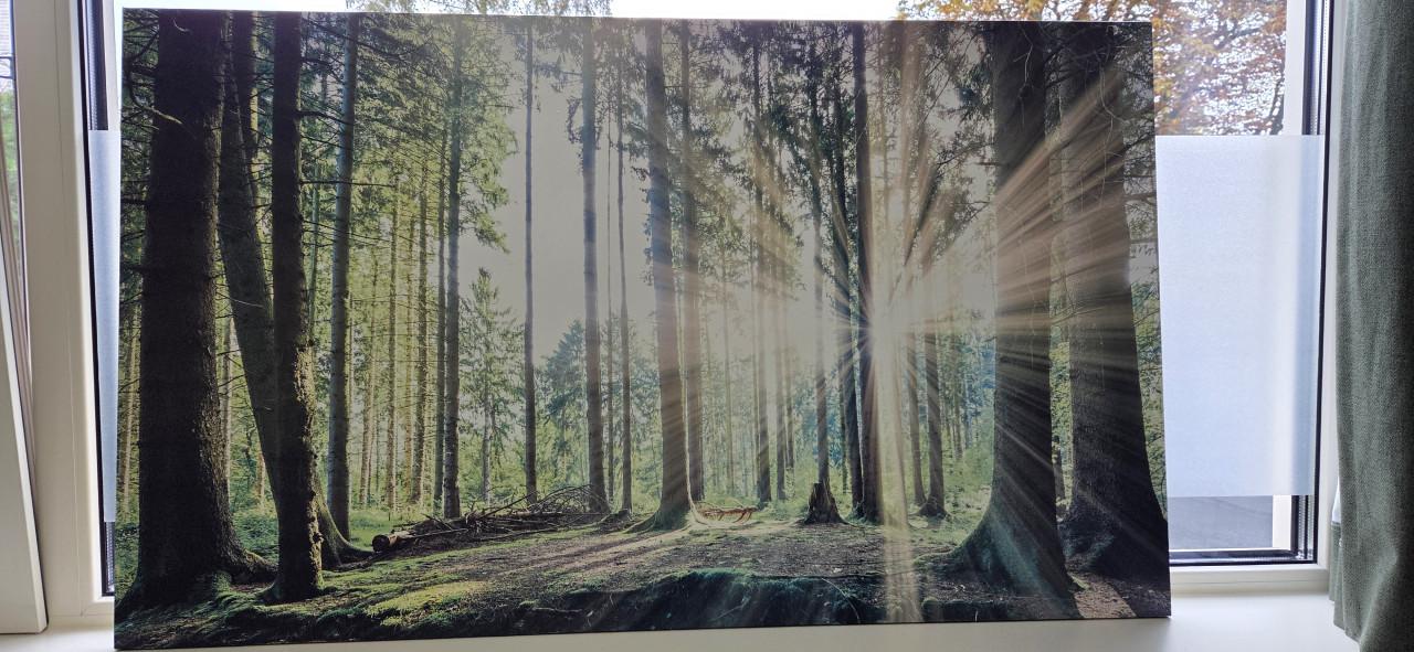 Wanddecoratie bos