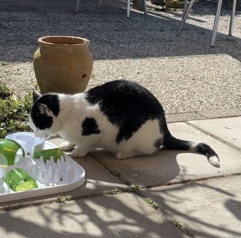 Wie heeft Toef, onze kater gezien?