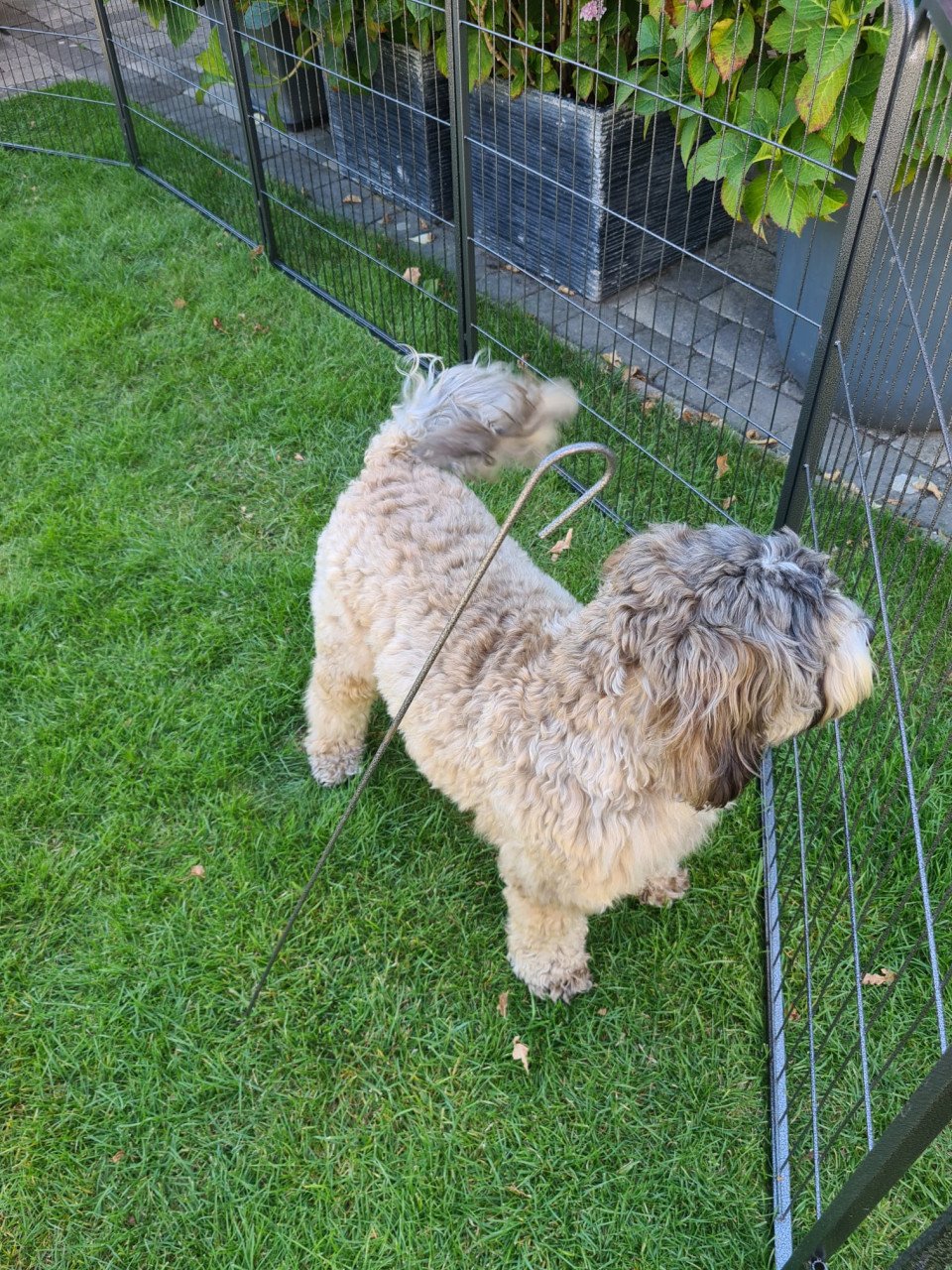 Puppy-/hondenren