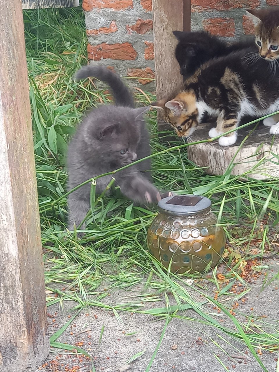 Kittens