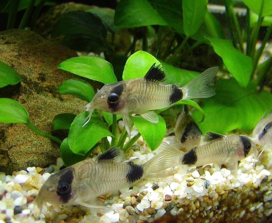Jonge Corydoras Panda