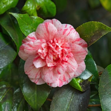 Camelia 'William Bartlett'