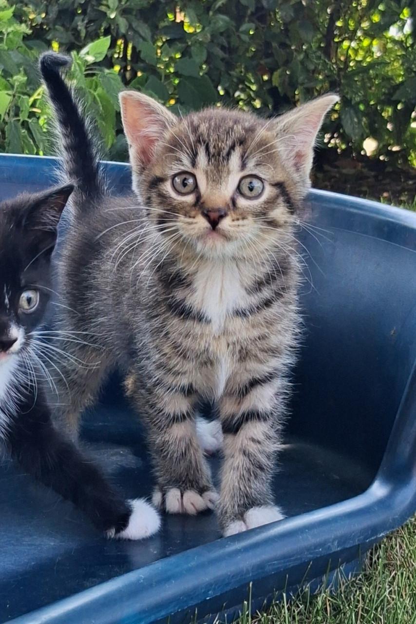 Leuke kitten! (katertje)