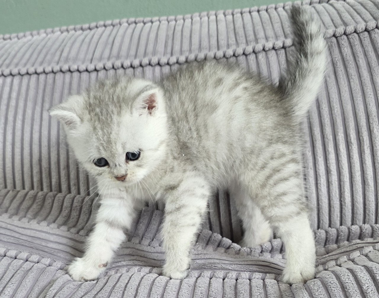 Brits korthaar silver tabby kittens (Whiskas)
