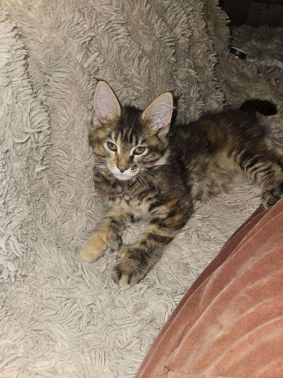 Maine coon kitten