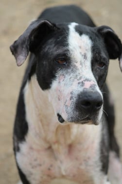 Alora Dog Rescue: Onyx, op tijd gered en nu klaar voor een nieuwe start