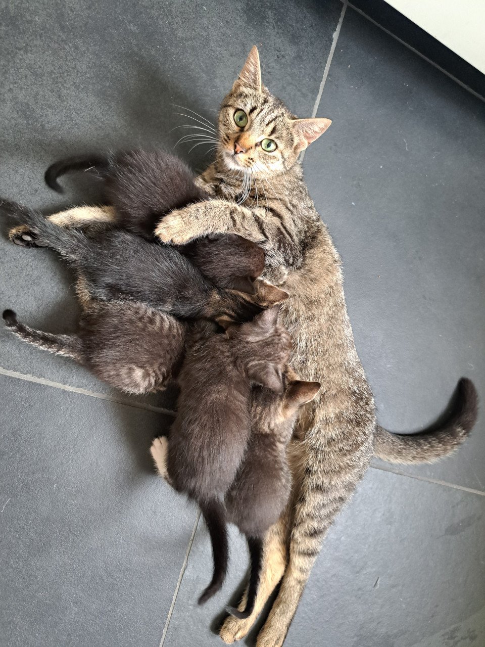 Verschillende lieve kittens