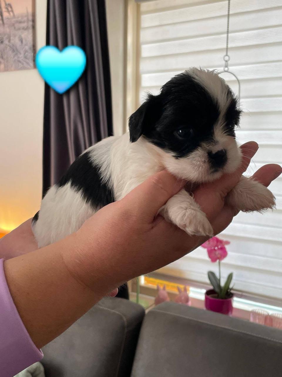 Shih tzu pup