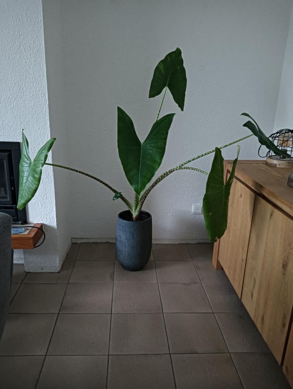 Plant Alocasia Zebrina "olifantoor"