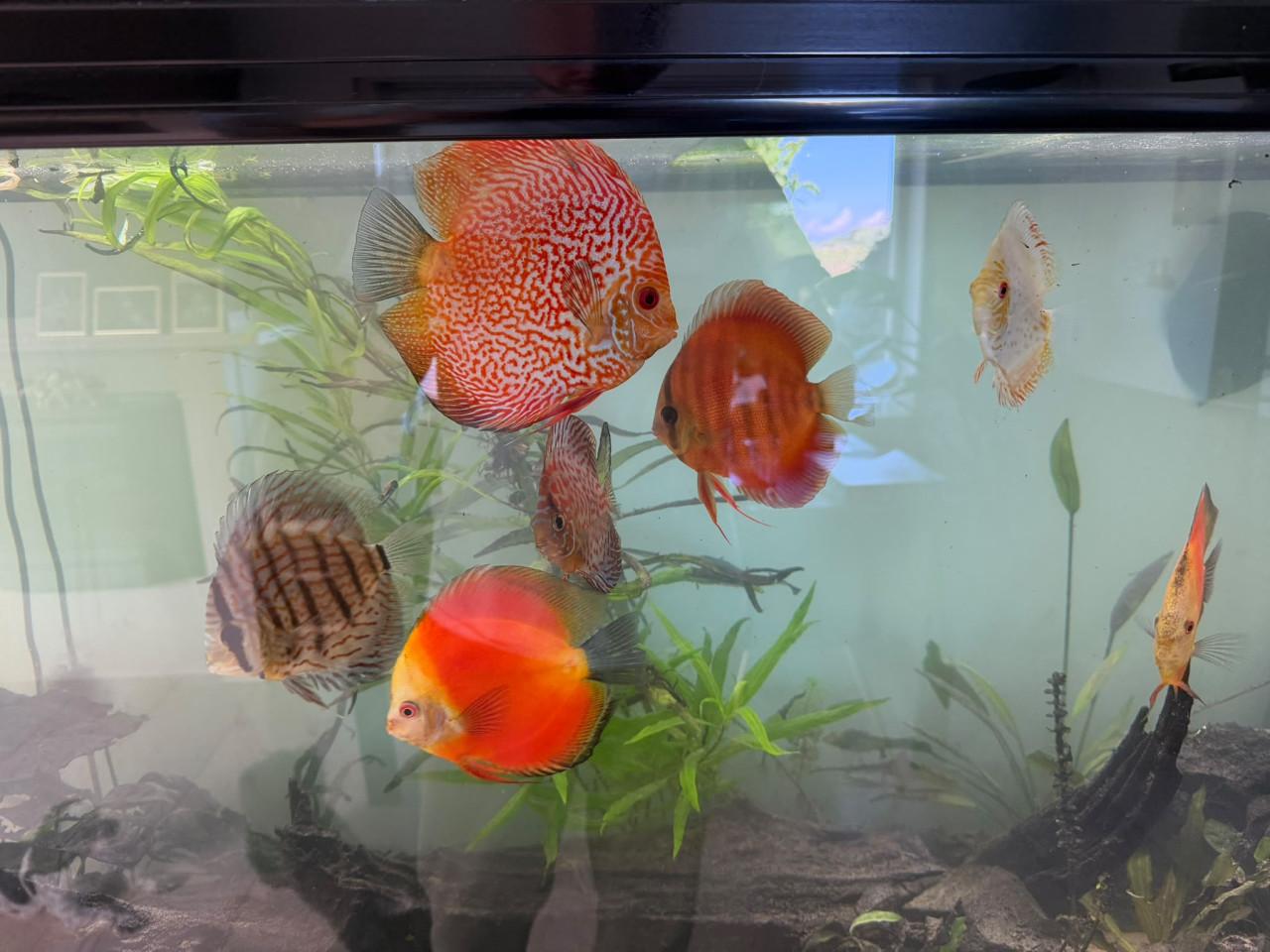 Discusvissen en/of aquarium te koop