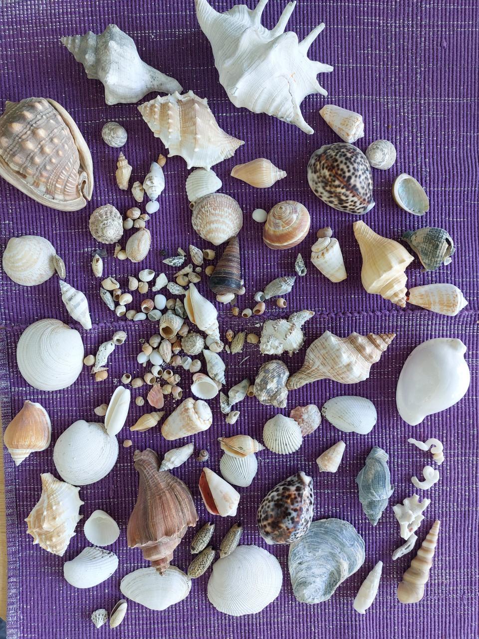 SCHELPEN COLLECTIE