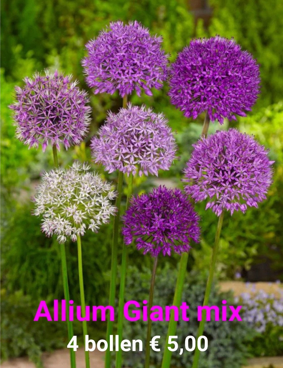 Allium bollen