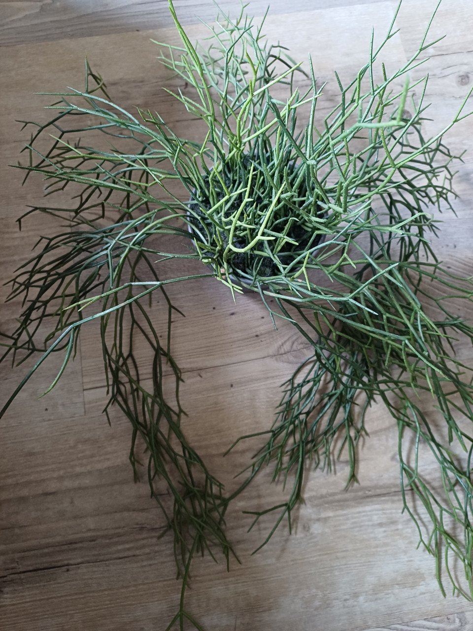 Kunst planten