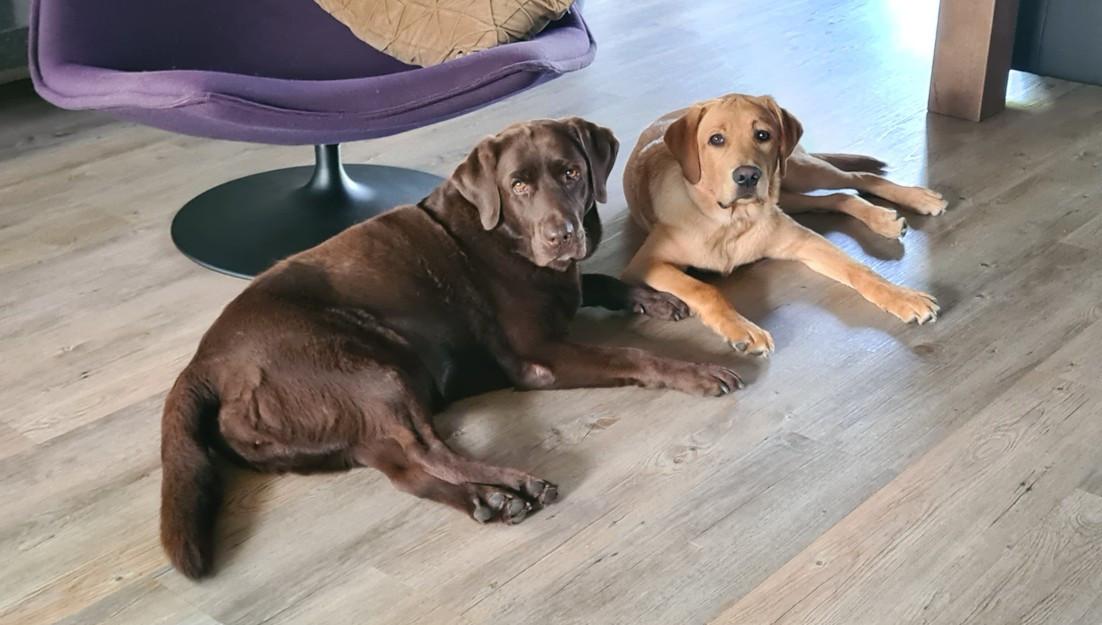 Lief labrador duo zoekt een warm en liefdevol thuis.