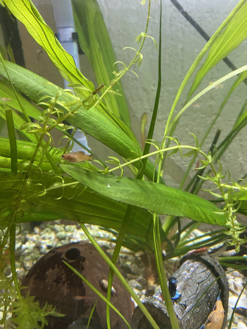 Platys