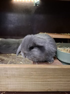 Klein lief raszuiver minilop konijntje rammetje