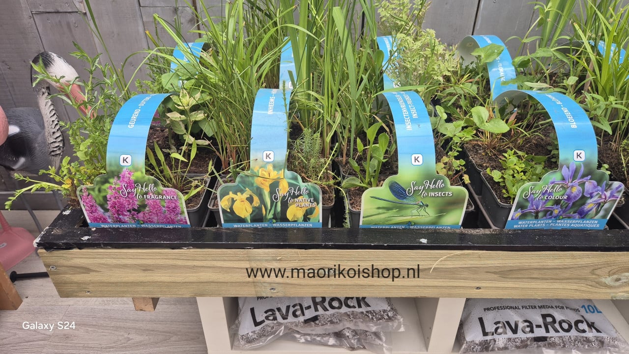 Vijverartikelen