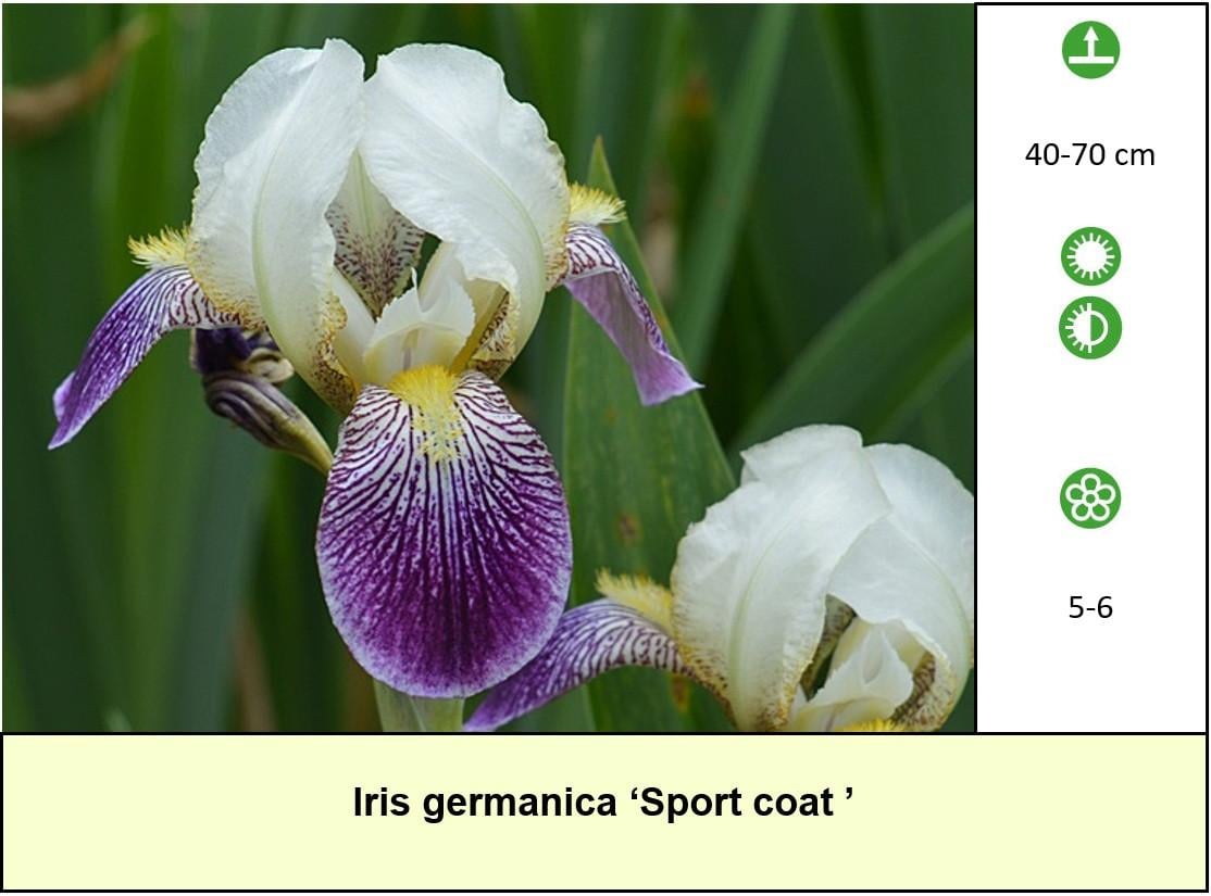 Het plantenkraampje: veel keuze aanvaste planten voor slechts €1,25 p/st.