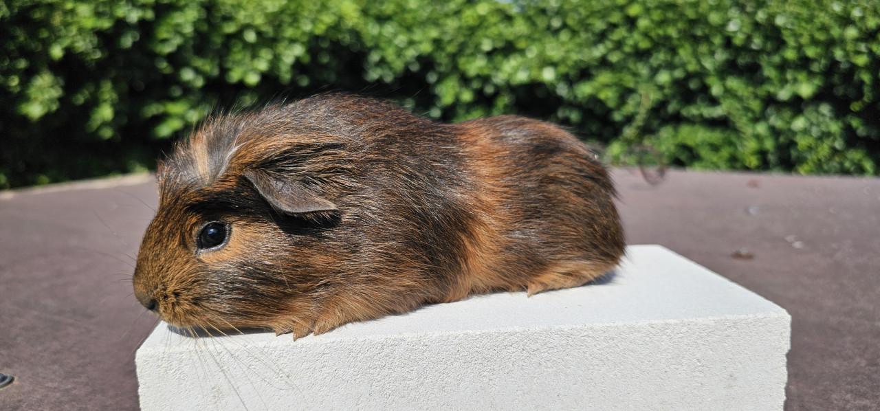 3 cavia beertjes zoeken een huisje